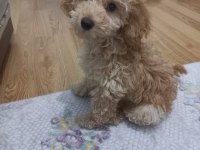 Yakışıklı poodle köpeğimiz kuki