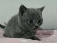 A KALITE AYI SURAT KEDİMİZ