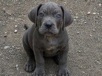 Erkek Cane Corso Yavrular
