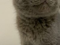 BRİTİSH SHORTHAİR KEDİ YAVRUSU