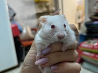 Hamsterlarımız Yeni Evlerine Gitmeye Hazır