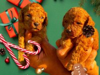 Süper toy toy poodle minik kahramanlar,ruhsatlı çiftlik