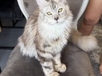 Maine Coon Xxxl Polydactyl Dişi Sılver 66/66