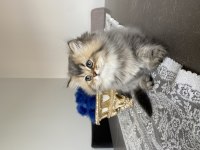 British shorthair cana yakın kedimiz