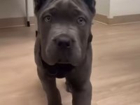 Hırslı Cane Corso Yavrular