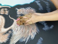 Toy poodle 2 aylık