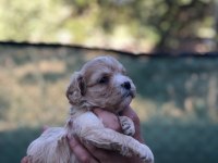 EV ORTAMINDA SAĞLIK VE IRK GARANTLİ MALTİPOO BEBEKLER