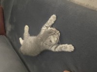 Scottish fold yavrumuz yeni yuvasını arıyor
