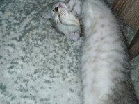 British shorthair 2 aylık antalya