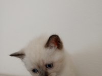 British Shorthair Minikolarım