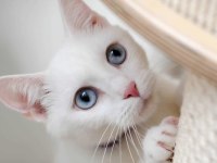 Uyumlu sevimli bir minik kedimiz