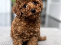 Toy Poodle Yavru