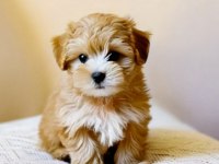 Aşılı Teslime Hazır Maltipoo Yavrular