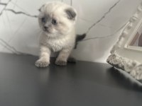 İstanbul Beylikdüzü 2 aylık scottish fold yavrularımız
