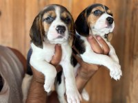 Muhteşem beagle bebişler