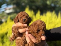 Orjinal Irk Ve Sağlık Garantili Toy Poodle Bebeklerimiz