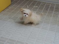MÜKEMMEL MALTİPOO