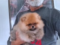 Orijinal Pomeranian Boo Köpeği
