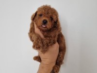 RED BROWN ERKEK LEKESİZ TOY POODLE GARANTİLİ