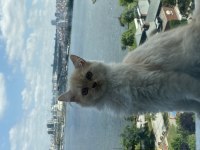 Chinchilla kedisi 3 aylık