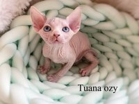 Top Quality Sphynx (Pedigreed)