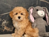 Kore Maltipoo Yavrular