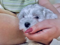 Acilen terrier köpeğime yuva