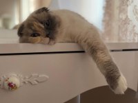 Scottish fold güzel kızım