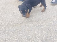 Rottweiler