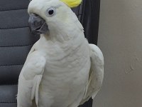 Evcil kakadu papağanı