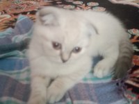 BEYAZ KIRIK KULAK KEDİMİZ YEAR SAHÏBÏNÏ BEKLÏYOR