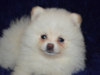 Pomeranian boo kızımız