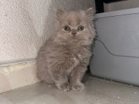 Yavru british longhair