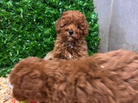 Burkemden a kan toy poodle yavrularımız