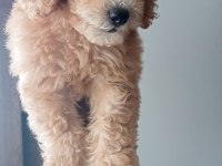 Yavru toy poodle