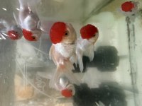 Red cap orandalar sizleri bekliyor