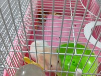 Acil satılık yavru hamster