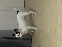 Ücretsiz sahiplendirme 11 aylık fransız bulldog