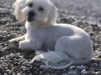 Maltese terrier kızımıza eş arıyoruz