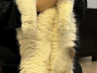 Silver british shorthair bey
