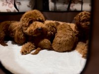 Toy poodle yavrular