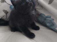 Safkan british shorthair yavru