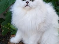İran chinchilla safkan