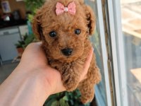 KUCUK SEVIMLI MINIK KÖPEKLER