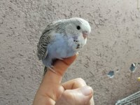 Çek ve jumbo muhabbet kuşu yavrular