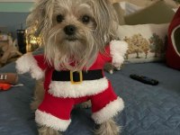 Uyumlu sevecen morkie