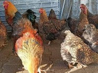 Gsg wyondet yumurtaları