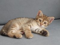 FEL12 KEDİMİZ YUVASINI ARIYOR