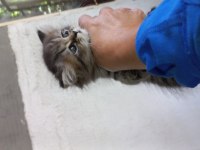 Chinchilla bebeklerimiz evlerini arıyor
