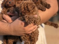 ÇİŞ EĞİTİMLİ SAĞLIK GARANTİLİ AŞILI TOY POODLE 